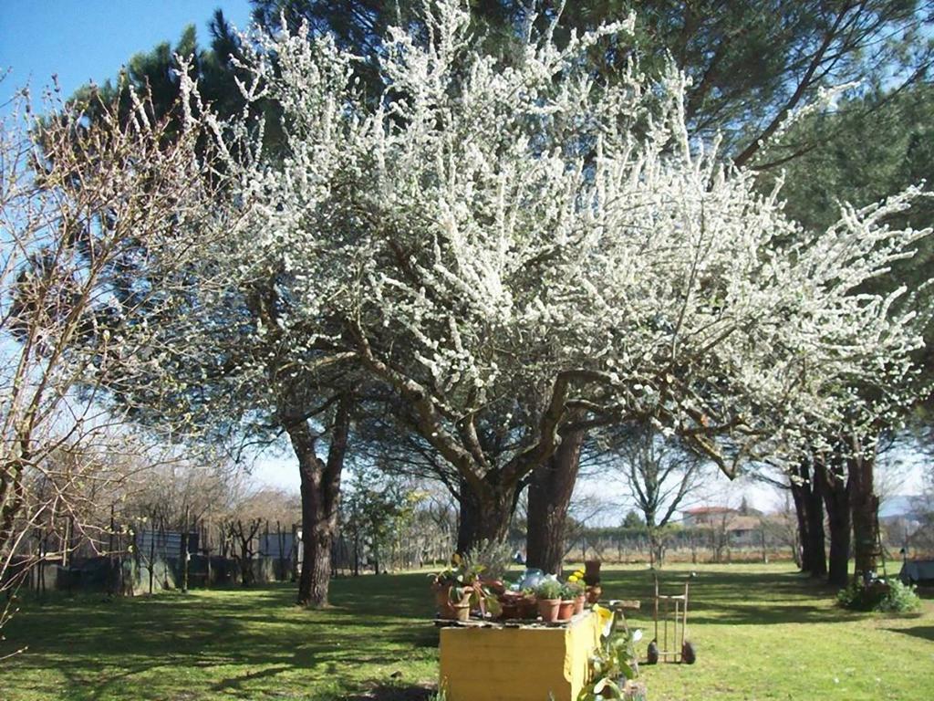Campo Alle Monache Bucine Εξωτερικό φωτογραφία